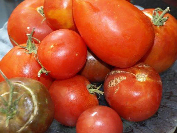 tomates hornodeluna