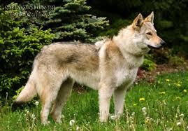 Perro lobo checoslovaco (3)