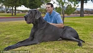 Perros grandes