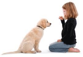 Adiestramiento canino (2)
