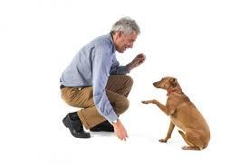 Adiestramiento canino (1)