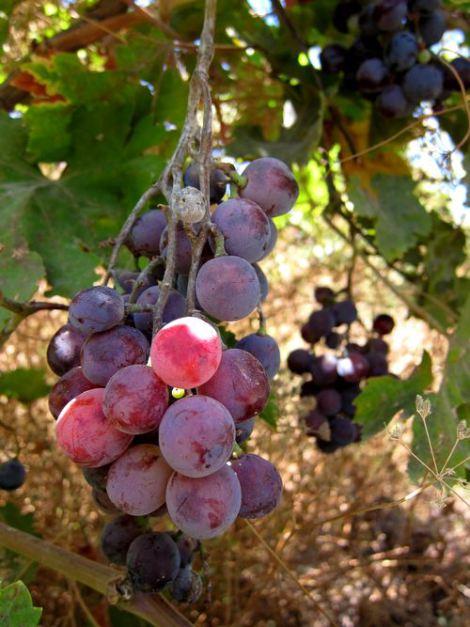 cuscus-de-uvas-y-queso-