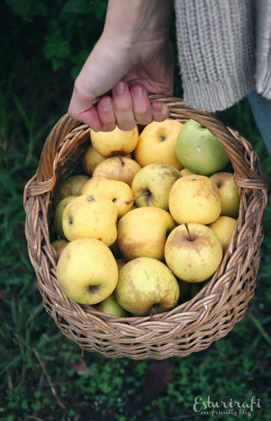 Cesta con manzanas en otoño