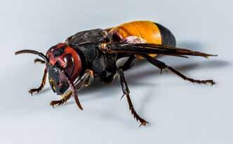 Trampa para avispas con azúcar