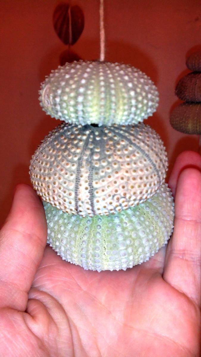 movil-conchas-erizos-handmade-casacueva-adoraideas-3