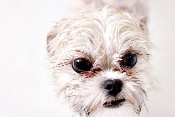 manchas-lagrimas-perros