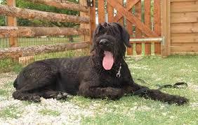 perro Schnauzer (3)