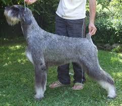 perro Schnauzer