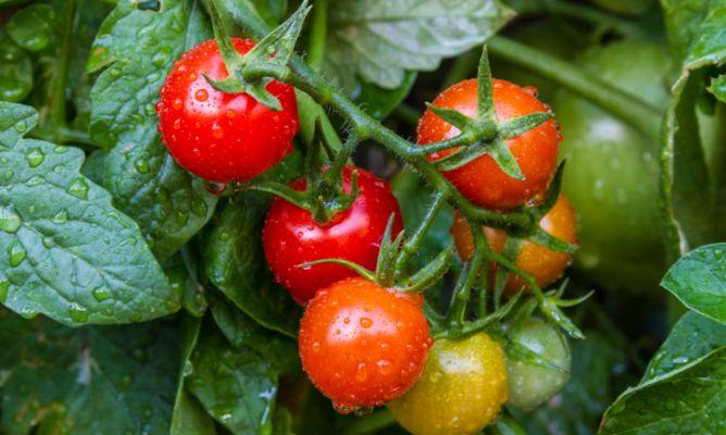 tomates licopeno La verdad sobre los alimentos ¿Somos lo que comemos?