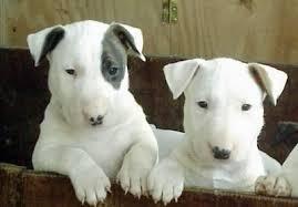 Perros Bull terrier (3)