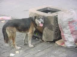 Perros Callejeros (2)