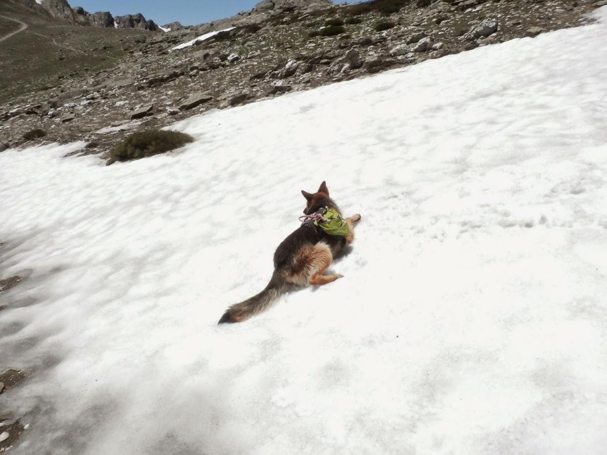 Sherpa-disfrutando-de-un-pequeño-oasis-entre-tanto-calor