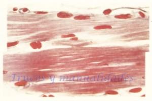 Fibras de un músculo estriado vistas al microscopio.