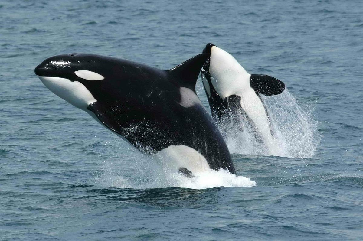 Archivo:Killerwhales jumping.jpg