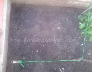 Los bulbos ya cubiertos de arena. He señalizado el sitio donde están plantados.