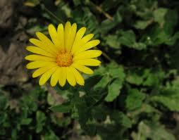 Para qué sirve y cómo utilizar la Caléndula