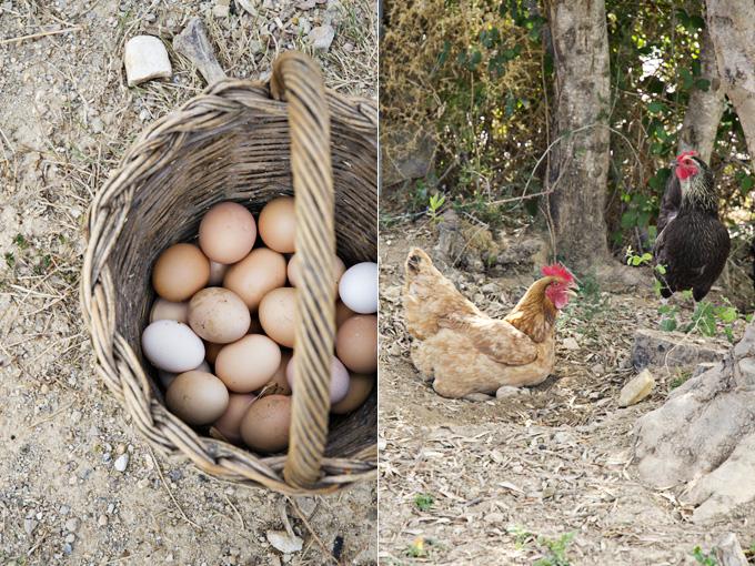 día internacional del huevo