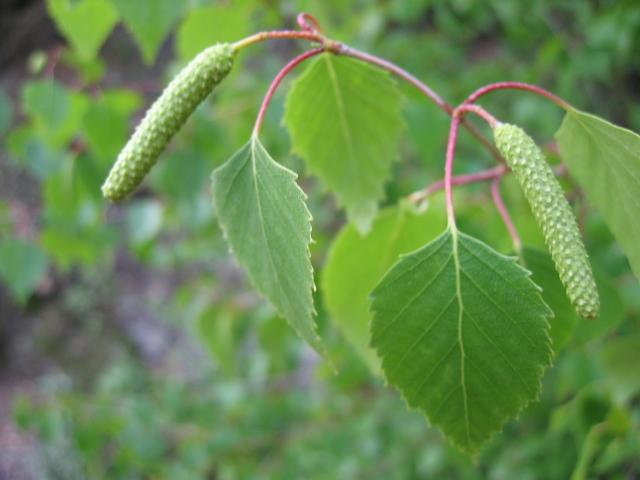 Propiedades del abedul