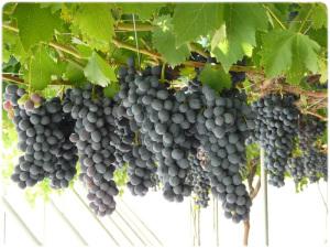 Uvas negras
