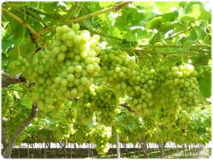 Uvas blancas