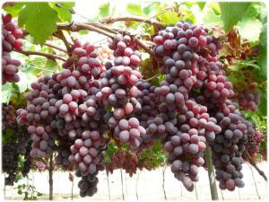 Uvas rojas