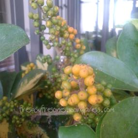 cheflera floracion 2