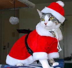 disfraz papa noel para gato