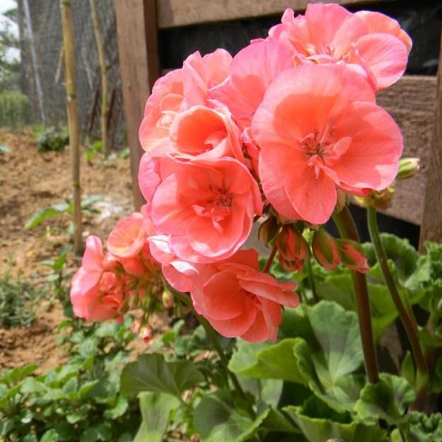 914345_568273129946652_200589508_n