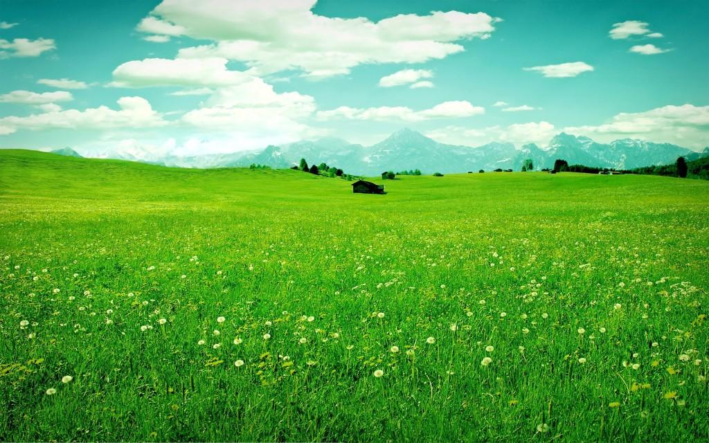 campo