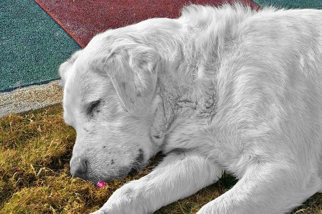 retriever-401079_640