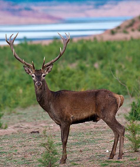 cervus-elaphus-Cazorla-(11