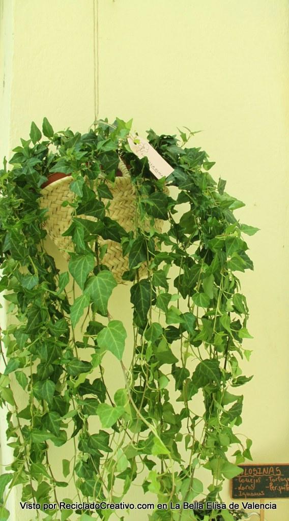 con capazos de paja en La Bella Elisa Visto por Reciclado Creativo