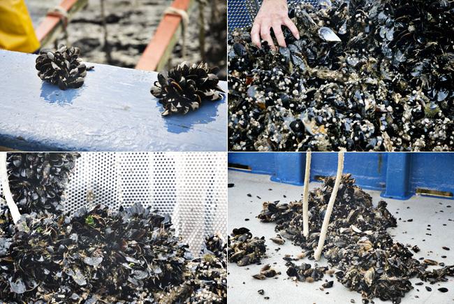 anfaco mejillones ANFACO, descubriendo la gastronomía en conserva