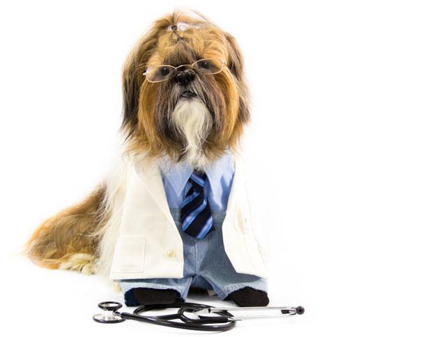 perro_medico