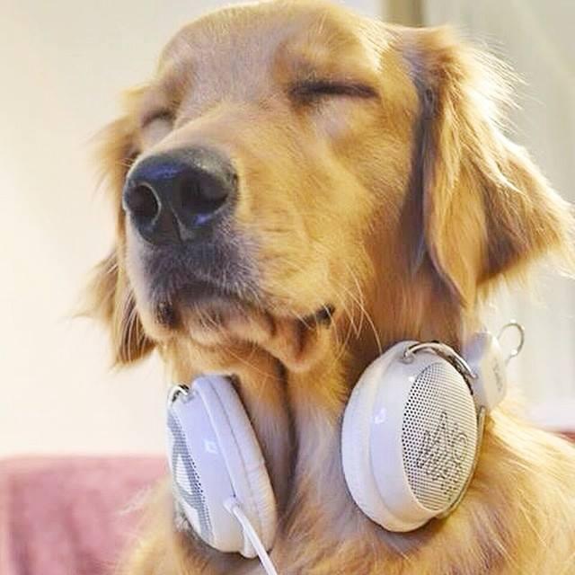 efecto de la música en el perro