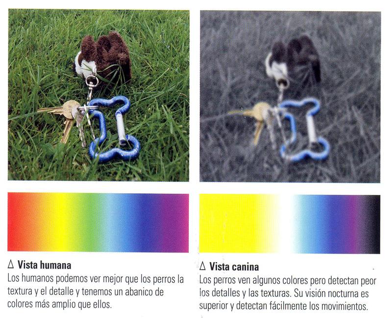 cómo ven los perros