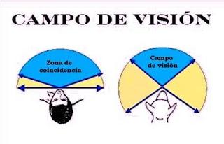 cómo ven los perros