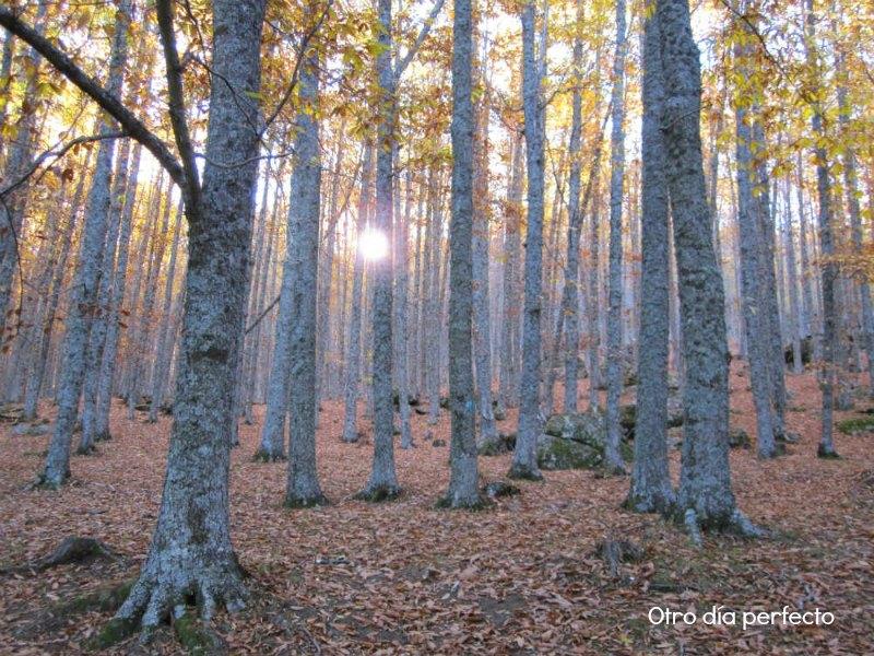 Castañar de El Tiemblo
