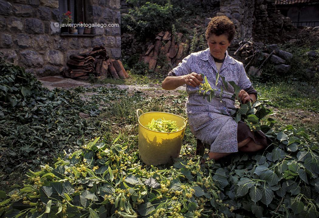 Una mujer trabaja en la recogida de hojas de tilo en Caín. Picos de Europa. León. Castilla y León. España, 1997 © Javier Prieto Gallego