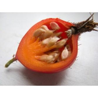 semillas-rosa-mosqueta