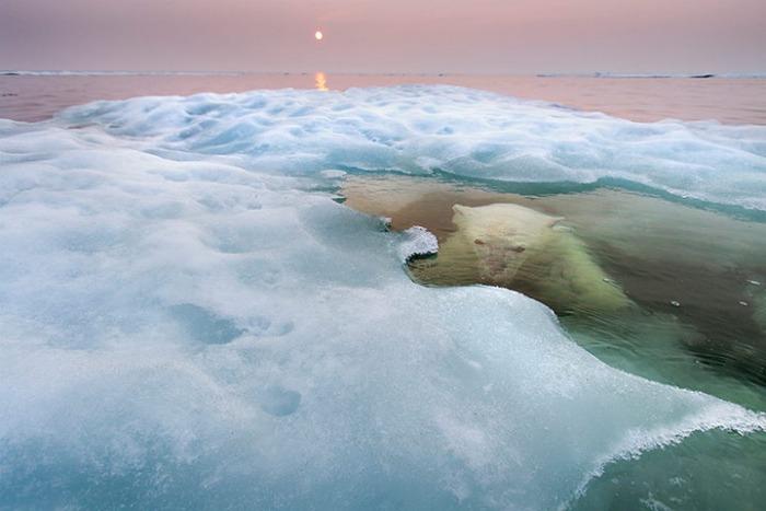 Foto de Paul Sounders ganadora del Wildlife Photographer of the Year 2013 en la categoría de "animales en su hábitat"