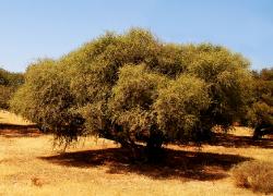 Árbol del Argán