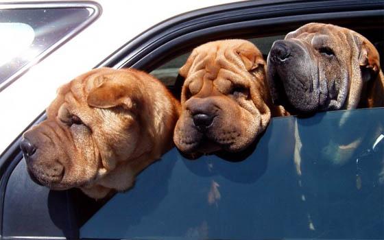 viajar con perro en coche