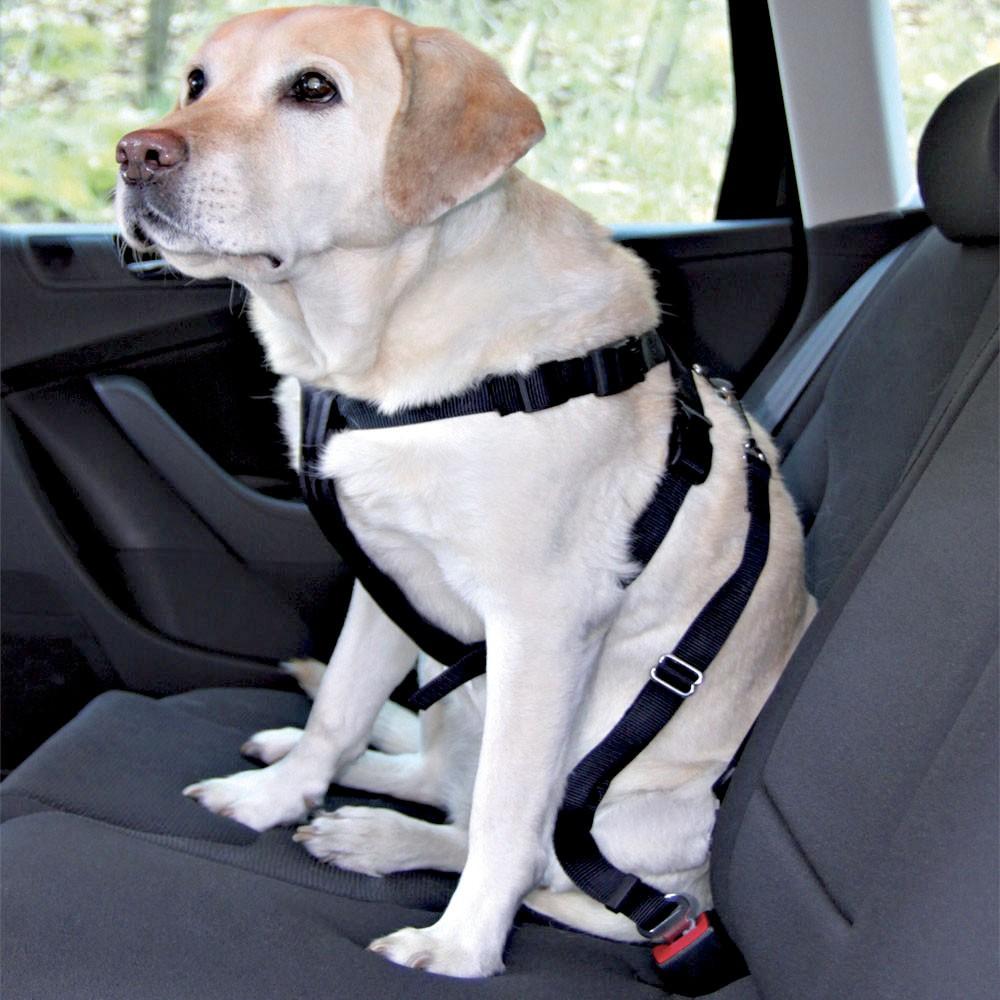 viajar con perro en coche