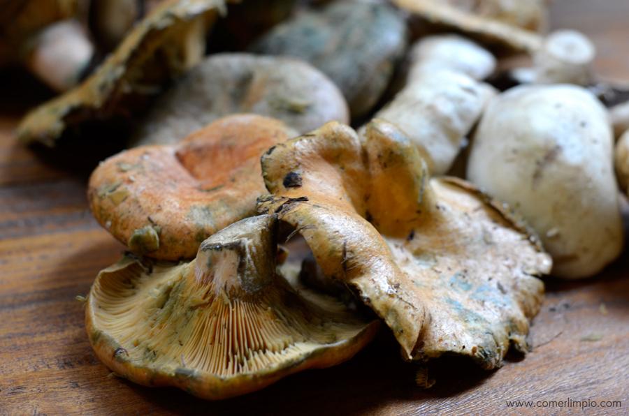 Rebollón y champiñon silvestre