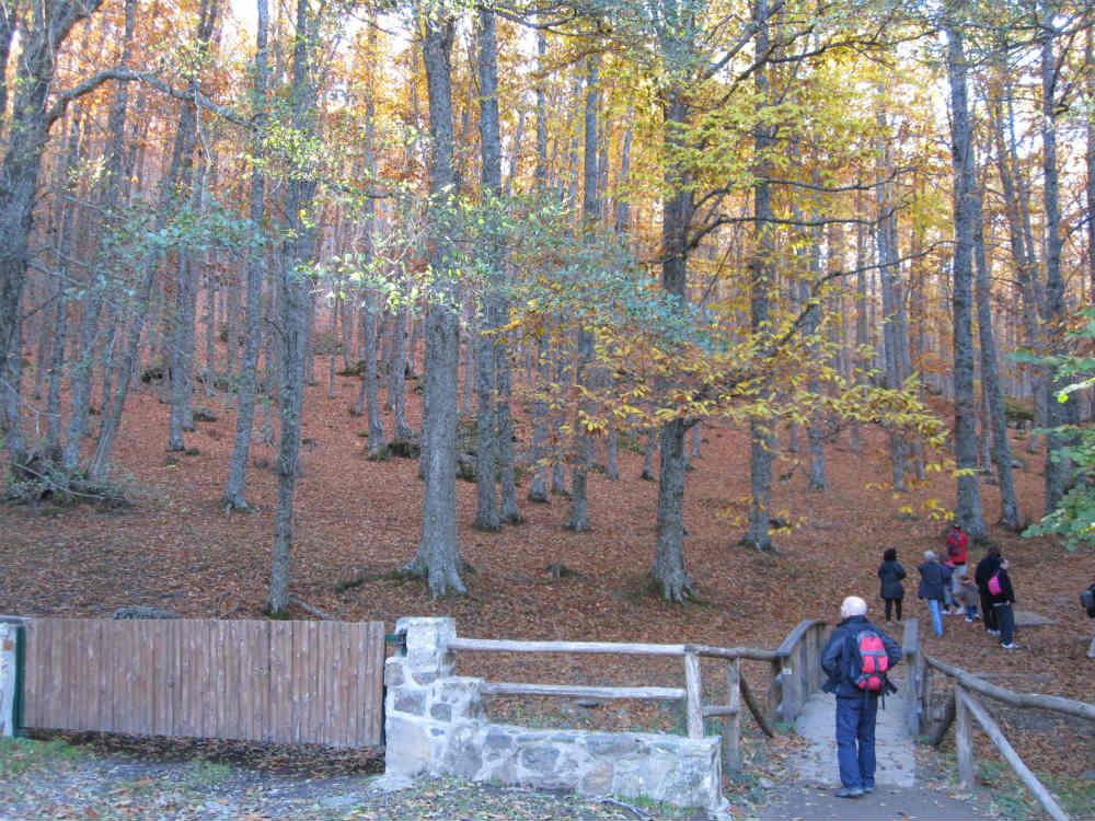 Acceso al Castañar de El Tiemblo