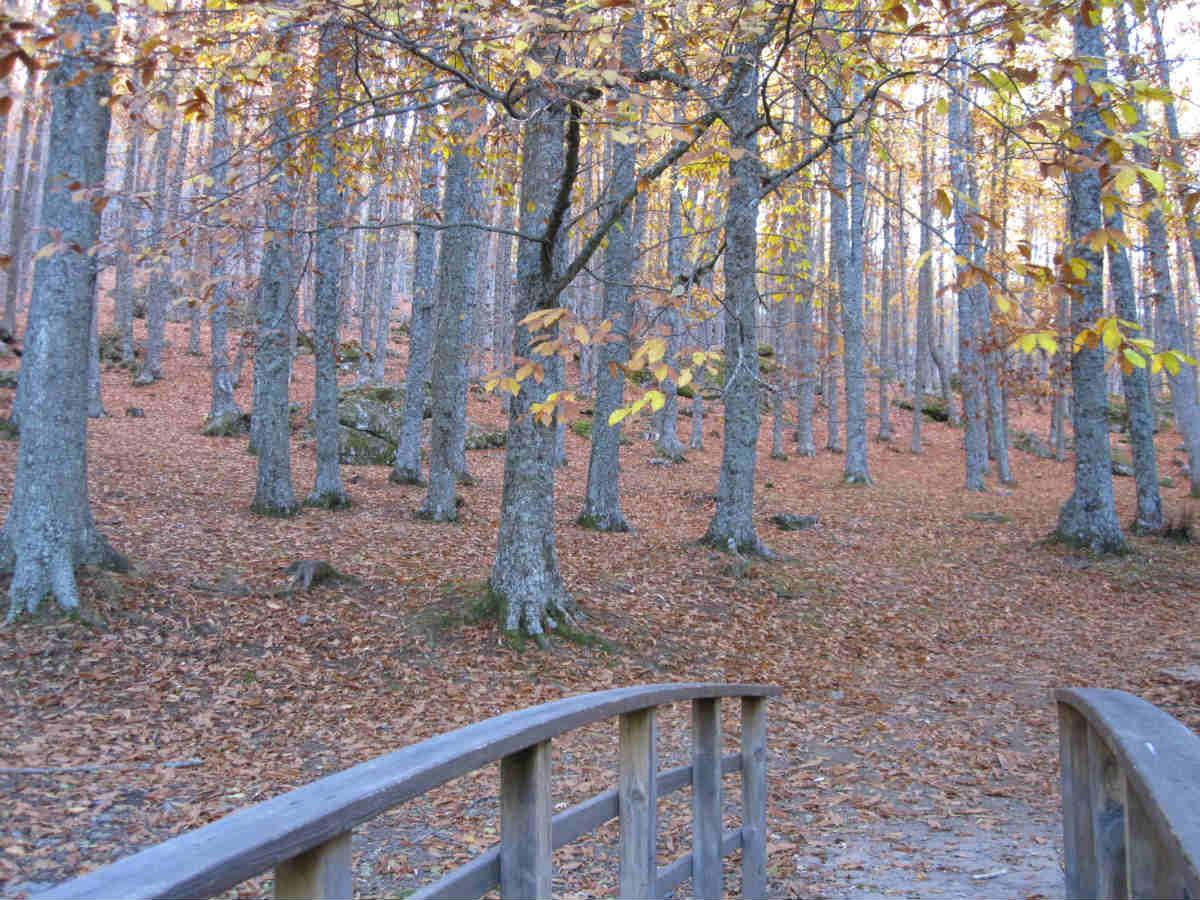 Principio de la ruta del Castañar