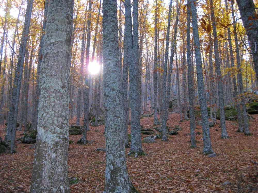 Bosque de jóvenes castaños