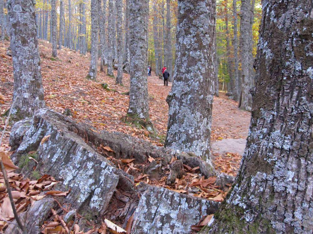 Vista entre los castaños