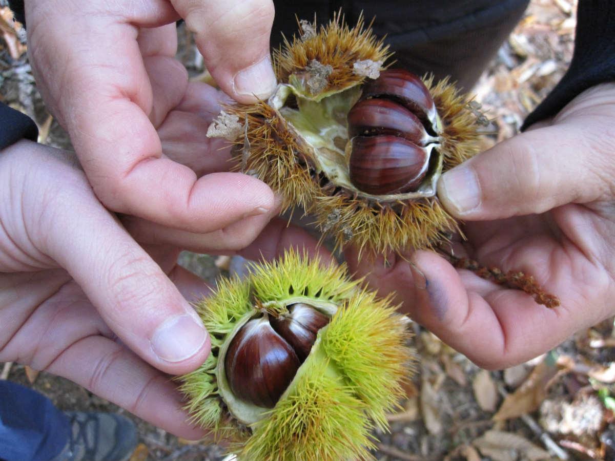 Castañas de el Castañar de El Tiemblo